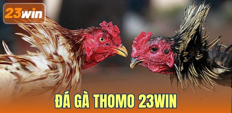 Đá Gà Thomo 23WIN – Sảnh Cược Chiến Kê Trả Thưởng Hời