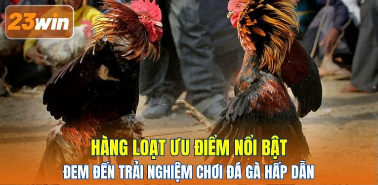 Hàng loạt ưu điểm nổi bật đem đến trải nghiệm chơi đá gà hấp dẫn 