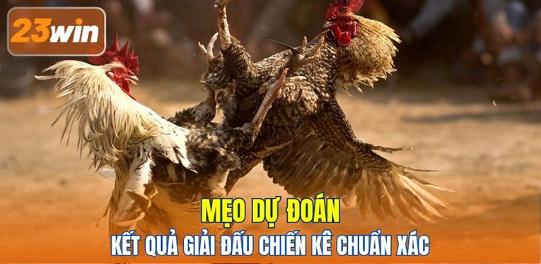 Mẹo dự đoán kết quả giải đấu chiến kê chuẩn xác 