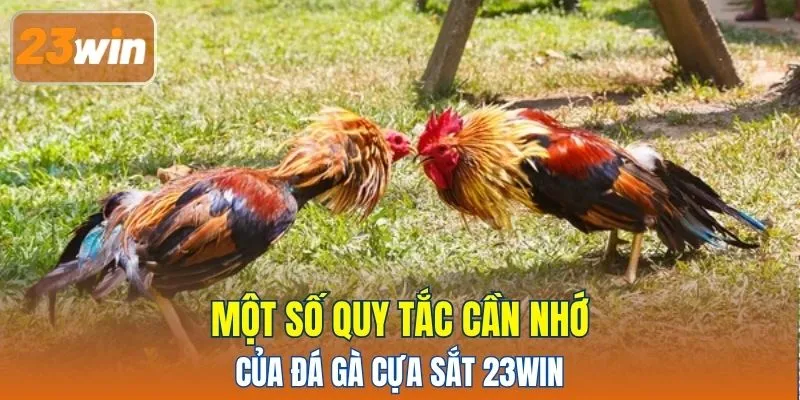Một số quy tắc cần nhớ của đá gà cựa sắt 23WIN