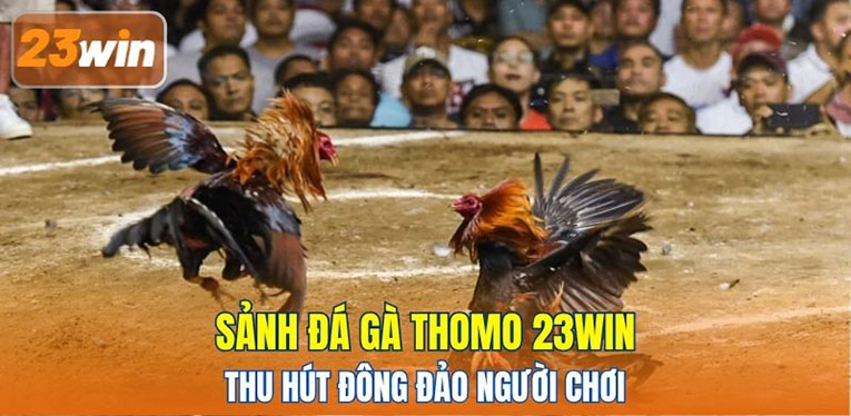 Sảnh đá gà Thomo 23WIN thu hút đông đảo người chơi 